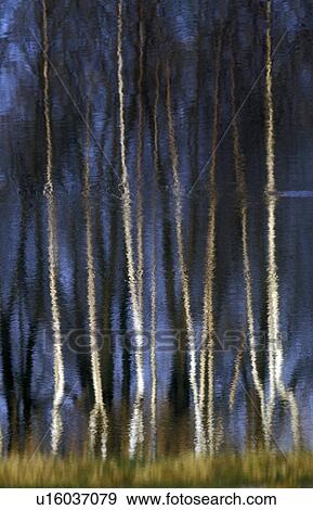 Stock Photo - forest, banks, calf, birch forest, birch, hard, austria. Fotosearch