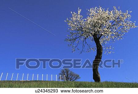 Stock Image - fraxern, bloom, fence, cherry tree, calf, kirschbluete, austria. Fotosearch