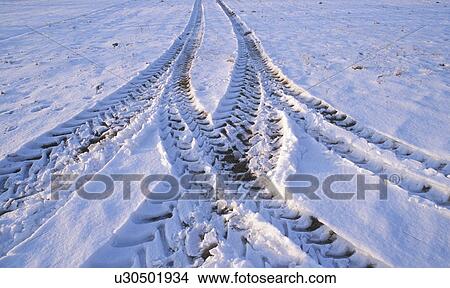 Picture - frozen, austria, enzersfeld, cold, calf, Lower Austria, agriculture. Fotosearch