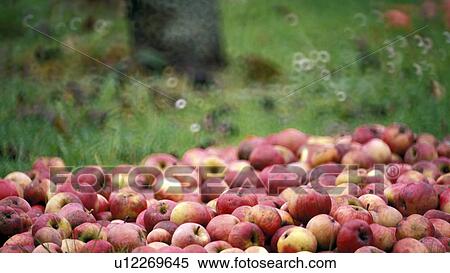 Stock Photography - garden, austria, fruit, calf, burgenland, health, apple. Fotosearch