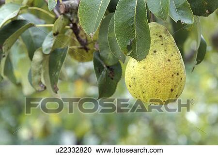 garden, burgenland, fruit-tree, fruit, calf, healthy, austria View Large Photo Image Stock Image - garden, burgenland, fruit-tree, fruit, calf, healthy, austria. Fotosearch