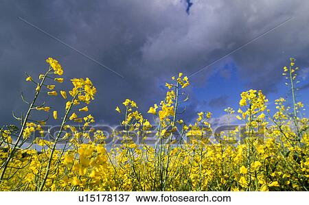 Stock Photo - gewitterstimmung, agriculture, austria, calf, canola field, clouds, colza. Fotosearch