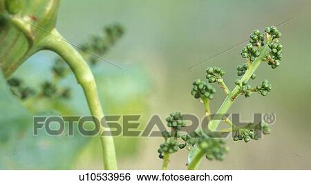 Stock Photograph - grape vine, bloom, flora, enzersfeld, calf, grapevine, austria. Fotosearch