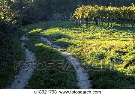 grapevine, autumn, fitness, calf, away, hike, austria View Large Photo Image Stock Image - grapevine, autumn, fitness, calf, away, hike, austria. Fotosearch