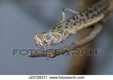 Stock Image - Grasshopper . Fotosearch