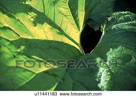 Stock Image - green, back light, edge of the woods, eastern tirol, calf, austria. Fotosearch