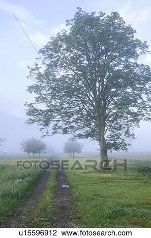 gueterweg, austria, away, calf, calm, dornbirn, fengh View Large Photo Image Stock Image - gueterweg, austria, away, calf, calm, dornbirn, fengh. Fotosearch