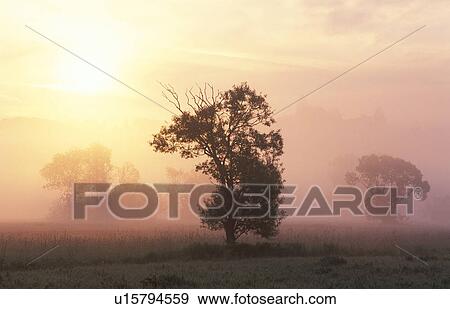 lafnitztal, burgenland, fog, clump of trees, calf, morning light, austria View Large Photo Image Stock Photo - lafnitztal, burgenland, fog, clump of trees, calf, morning light, austria. Fotosearch