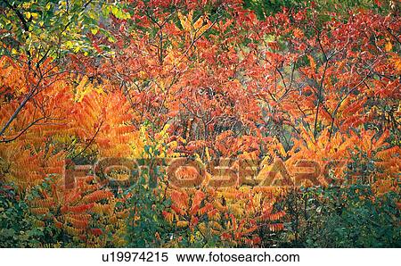 Stock Photography - leaves, autumn, colored, calf, autumn-like, play of colours, austria. Fotosearch