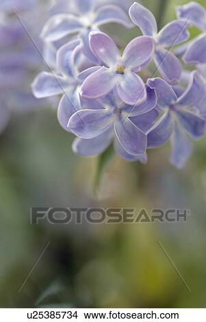 Picture - Magnoliophyta, plant, Spring, spring, lilac, garden, aromatic. Fotosearch