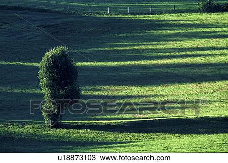 Stock Image - nature, calf, meadow, landscape, evening light, play of light, austria. Fotosearch