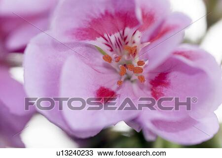 outdoors, flora, balcony, spring, plants, lilac, geranium View Large Photo Image Stock Image - outdoors, flora, balcony, spring, plants, lilac, geranium. Fotosearch