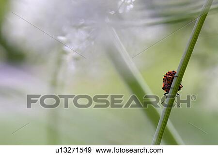 Stock Photo - outdoors, shield bug, flora, plants, belvedere, Vienna, stripes. Fotosearch