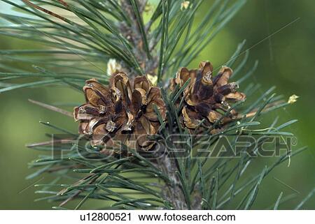 pine, Legfoehre, Pinaceae, Tree, softwood, mountain pine, Forest View Large Photo Image Stock Image - pine, Legfoehre, Pinaceae, Tree, softwood, mountain pine, Forest. Fotosearch