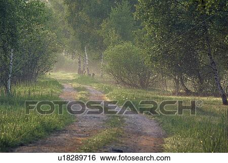 Stock Photograph - rohrspitz, austria, autumn, away, birchs, calf, calm. Fotosearch