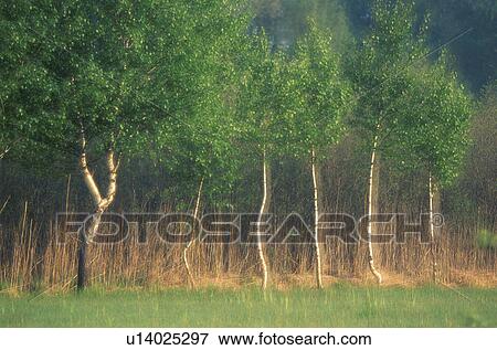 Stock Photo - rohrspitz, birkenreihe, austria, birchs, calf, forest, landscape. Fotosearch