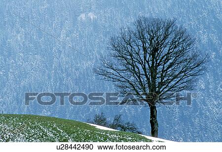 Stock Image - schneereste, austria, calf, cold, condolement, cool. Fotosearch