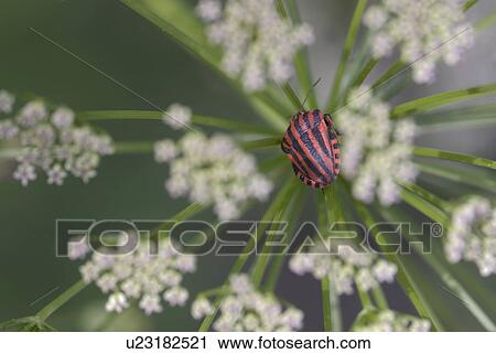 Stock Image - shield bug, flora, belvedere, plant, plants, Vienna, stripes. Fotosearch