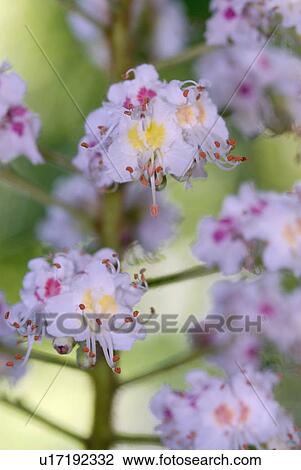 Spring, Pferdekastanie, Seifenbaumgewaechs, Sapindaceae, tree, Zarte, Aesculus View Large Photo Image Stock Image - Spring, Pferdekastanie, Seifenbaumgewaechs, Sapindaceae, tree, Zarte, Aesculus. Fotosearch