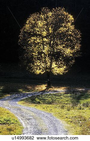Stock Image - strahl, austria, autumn, away, calf, calm. Fotosearch