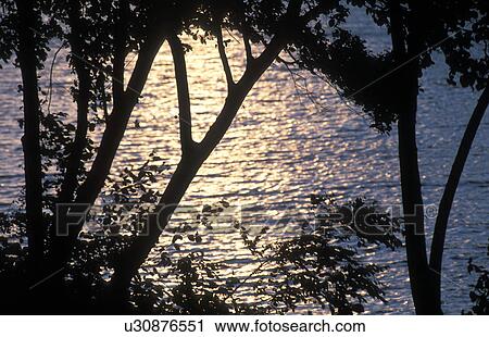 wasserpark, austria, baumsilhouette, calf, evening light, glitter, lake View Large Photo Image Stock Image - wasserpark, austria, baumsilhouette, calf, evening light, glitter, lake. Fotosearch