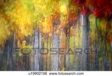 Stock Photograph - weinviertel, austria, autumn, calf, colored, enzersfeld, glowing. Fotosearch
