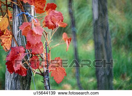 Stock Photo - weinviertel, austria, autumn, autumn-like, calf, colored, enzersfeld. Fotosearch