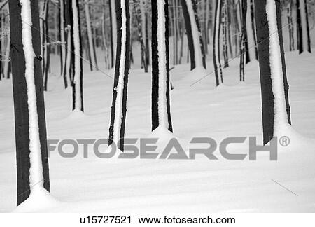 winterwald, lainzer, austria, blanket of snow, calf, cold, dark View Large Photo Image Stock Image - winterwald, lainzer, austria, blanket of snow, calf, cold, dark. Fotosearch