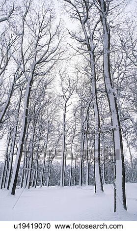 Stock Image - winterwald, lainzer, austria, calf, cold, december, forest. Fotosearch