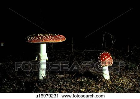 aichner, close-up, CLOSE, amanita, agaric View Large Photo Image Stock Image - aichner, close-up, CLOSE, amanita, agaric. Fotosearch