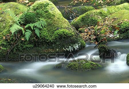 bach, Christian, brooks, autumn View Large Photo Image Stock Image - bach, Christian, brooks, autumn. Fotosearch