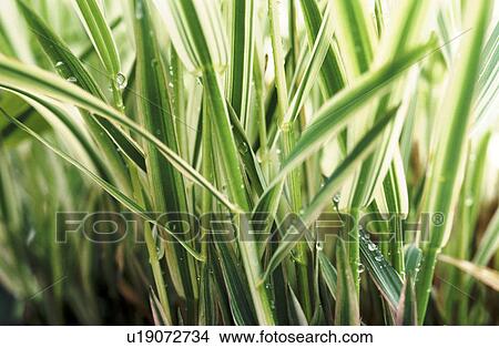 Picture - background, Bernhard, botany, CLOSE, close-up, cow. Fotosearch