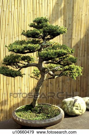 balloon, bamboo, bambusrohr, Bernhard, bonsai, botany View Large Photo Image Stock Photo - balloon, bamboo, bambusrohr, Bernhard, bonsai, botany. Fotosearch