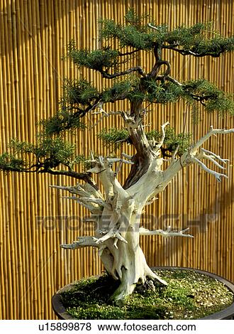 Stock Photo - balloon, bamboo, bambusrohr, Bernhard, bonsai, cow. Fotosearch