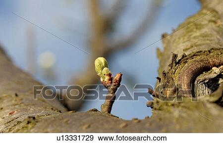 Stock Photo - bark, berlin, bloom, blue, branch, bud, Charles. Fotosearch