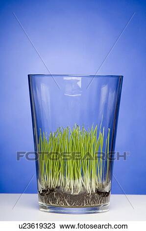 beauty, blue, glass, grass, green, isolated, nature View Large Photo Image Stock Image - beauty, blue, glass, grass, green, isolated, nature. Fotosearch
