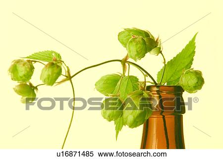 beer, CLOSE, brown, bottle, alfred View Large Photo Image Stock Photography - beer, CLOSE, brown, bottle, alfred. Fotosearch