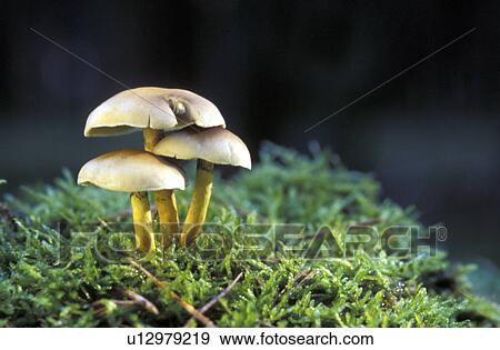 beige, CLOSE, bryophyta, brown, aichner View Large Photo Image Stock Photo - beige, CLOSE, bryophyta, brown, aichner. Fotosearch
