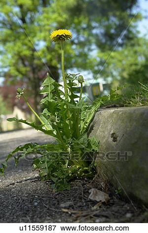 Stock Photo - berne, blooms, blue, botany, bottom, burgdorf, dandelion. Fotosearch