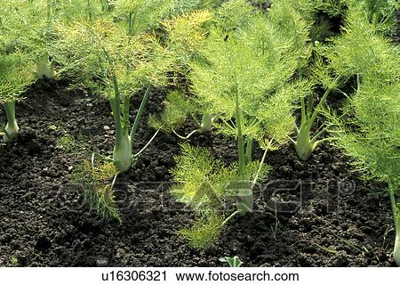 Bernhard, cow, eat, fenchel, garden, growth View Large Photo Image Stock Image - Bernhard, cow, eat, fenchel, garden, growth. Fotosearch