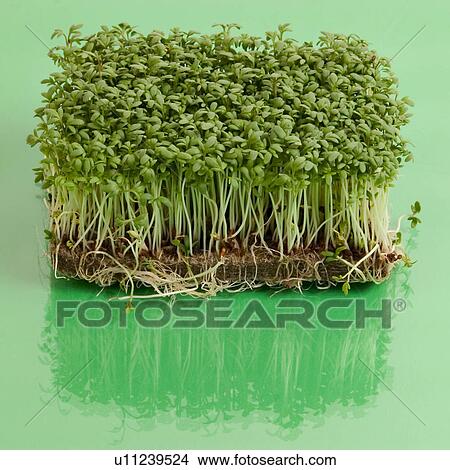 Picture - bioprodukt, alfred, bio, biologic, brunnenkresse. Fotosearch