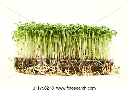 bioprodukt, alfred, bio, biologic, brunnenkresse View Large Photo Image Stock Photo - bioprodukt, alfred, bio, biologic, brunnenkresse. Fotosearch