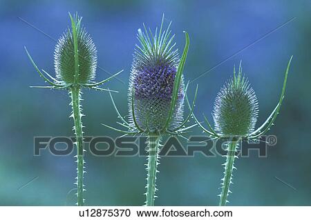 Stock Image - blue, bud, carduus, Christian. Fotosearch