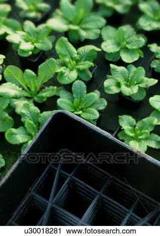 botany, centre, CLOSE, close-up, growth, guards View Large Photo Image Stock Image - botany, centre, CLOSE, close-up, growth, guards. Fotosearch