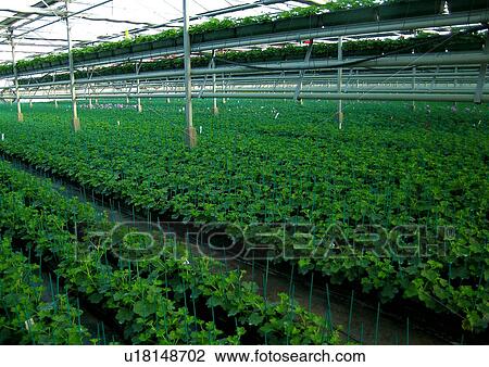 botany, centre, day, flower, flowerpot, glasshouse View Large Photo Image Stock Image - botany, centre, day, flower, flowerpot, glasshouse. Fotosearch
