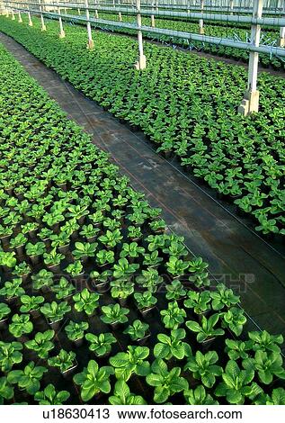 Stock Image - botany, centre, day, flower, flowerpot, glasshouse. Fotosearch