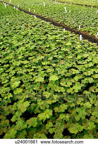 botany, centre, day, flower, flowerpot, green View Large Photo Image Stock Image - botany, centre, day, flower, flowerpot, green. Fotosearch