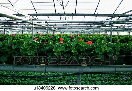 botany, centre, day, glasshouse, green, greenhouse View Large Photo Image Stock Photo - botany, centre, day, glasshouse, green, greenhouse. Fotosearch