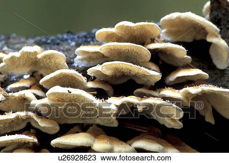 Stock Image - brown, Christian, CLOSE, close-up. Fotosearch