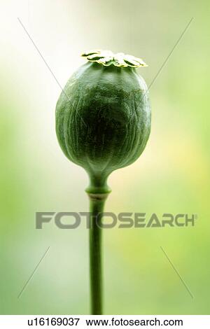 Stock Photo - bud, burkhard, CLOSE, close-up, day, green. Fotosearch
